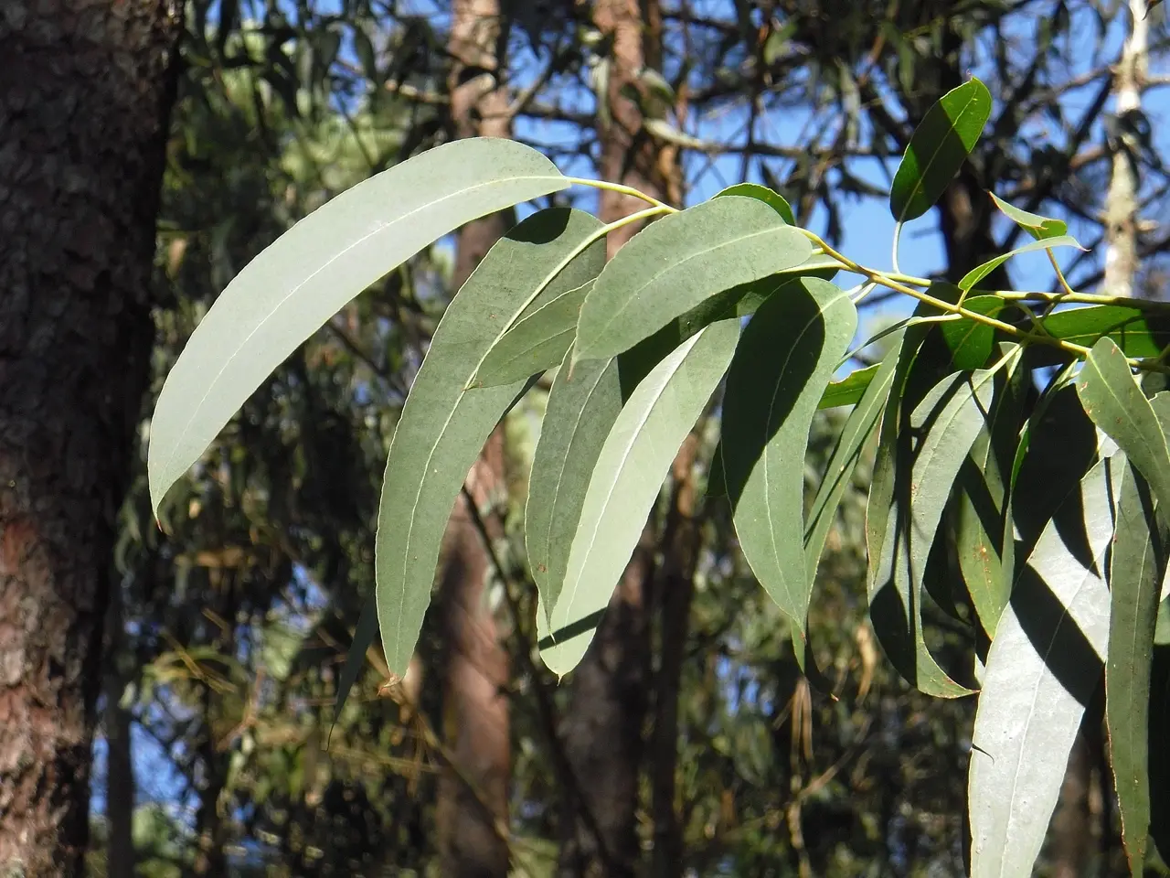 Eucalyptus citronné