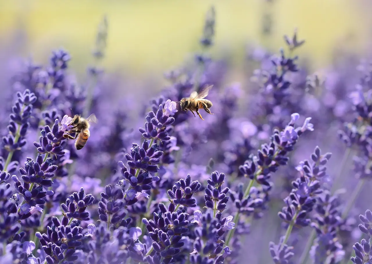 Lavande officinale