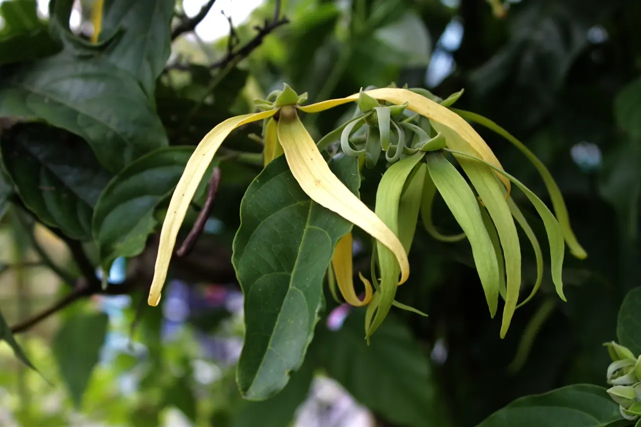 Ylang Ylang III